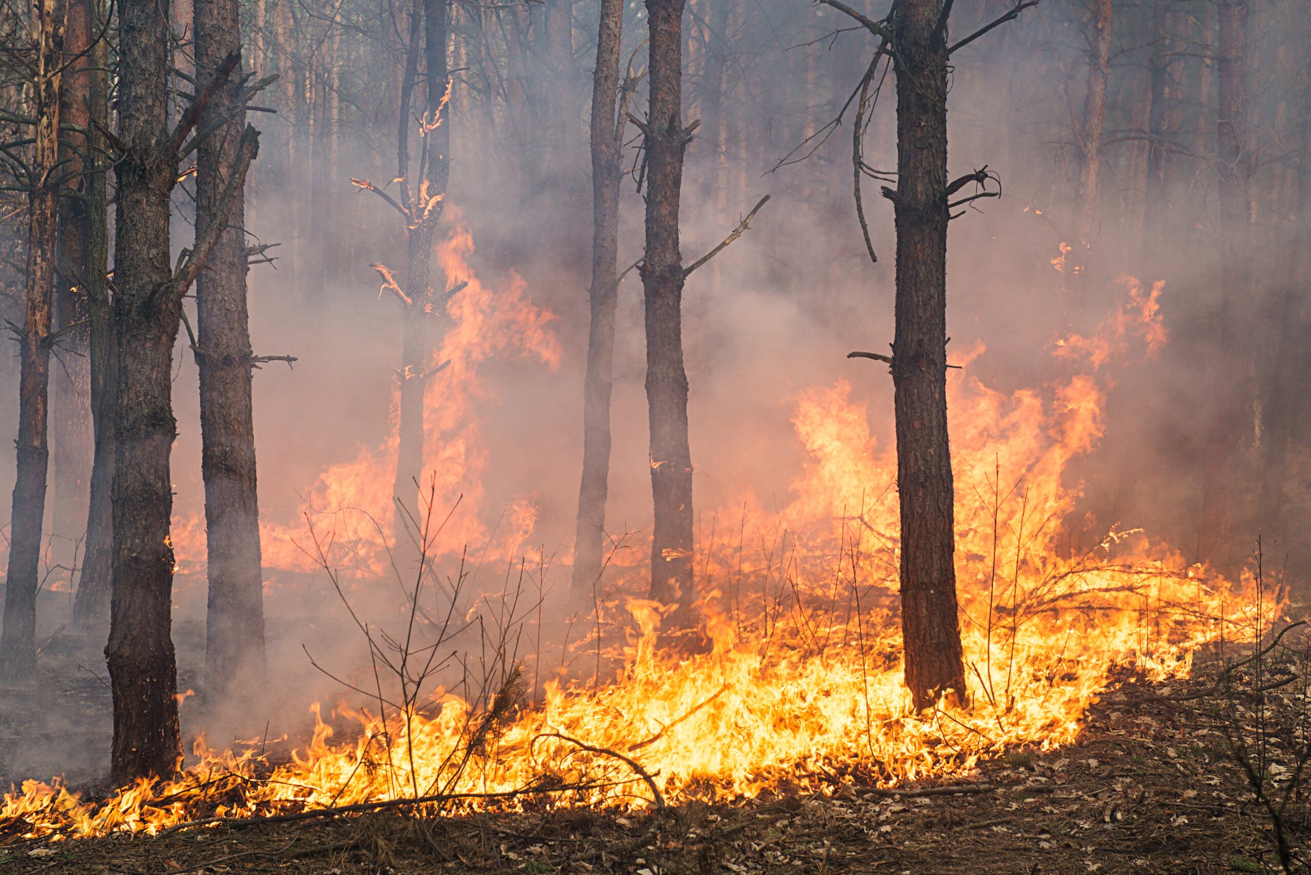 raging forest fire consuming trees and undergrowth 2026 01 06 10 53 46 utc scaled Letitia S. Johnson